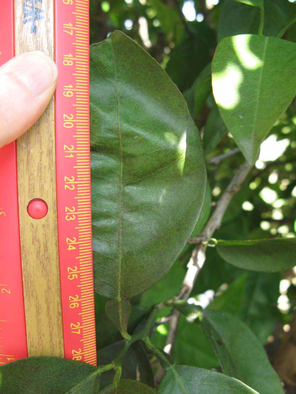              Unifoliolate leaf (Winter Haven, FL)       